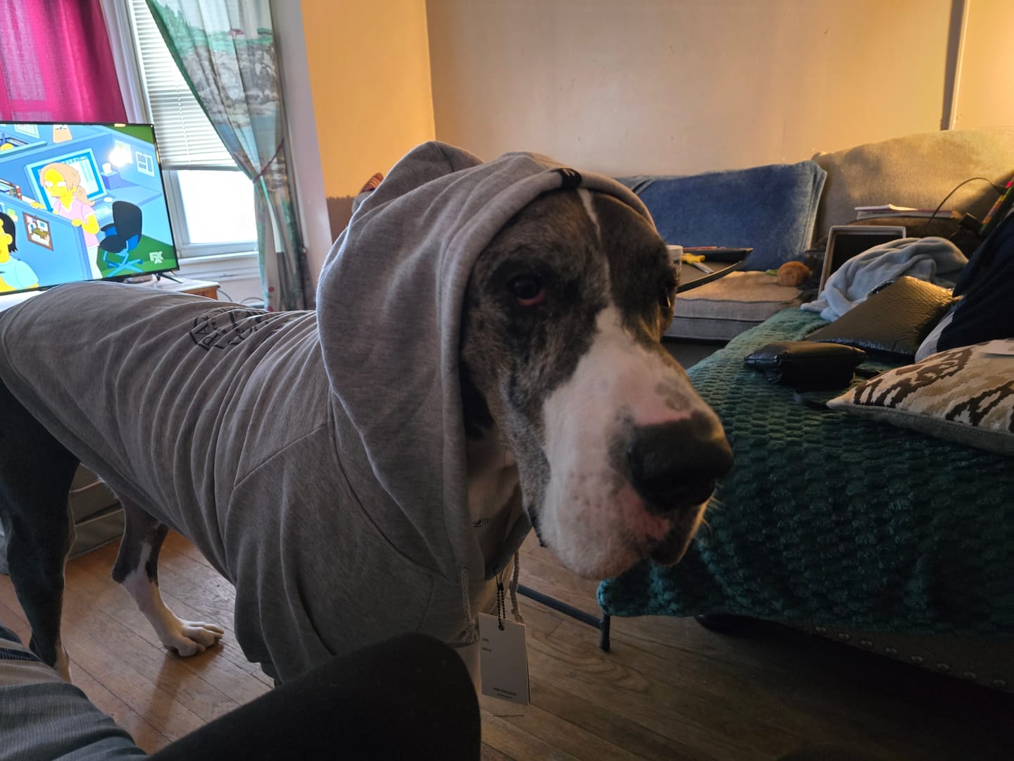Customer photo review of RawBones Band Dog Hoodie