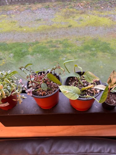 Customer photo review of Houseplant Pest Spray