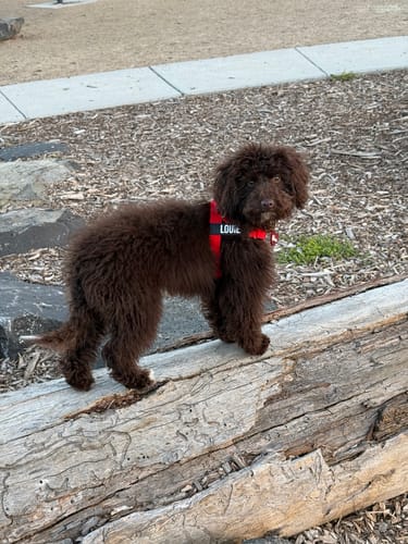 Customer photo review of Dog Harness