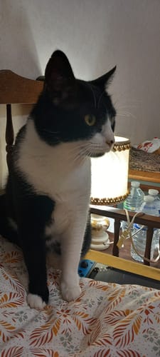 Avis photo d'un client sur Croquettes Chat Stérilisé Sans Céréales - Saumon