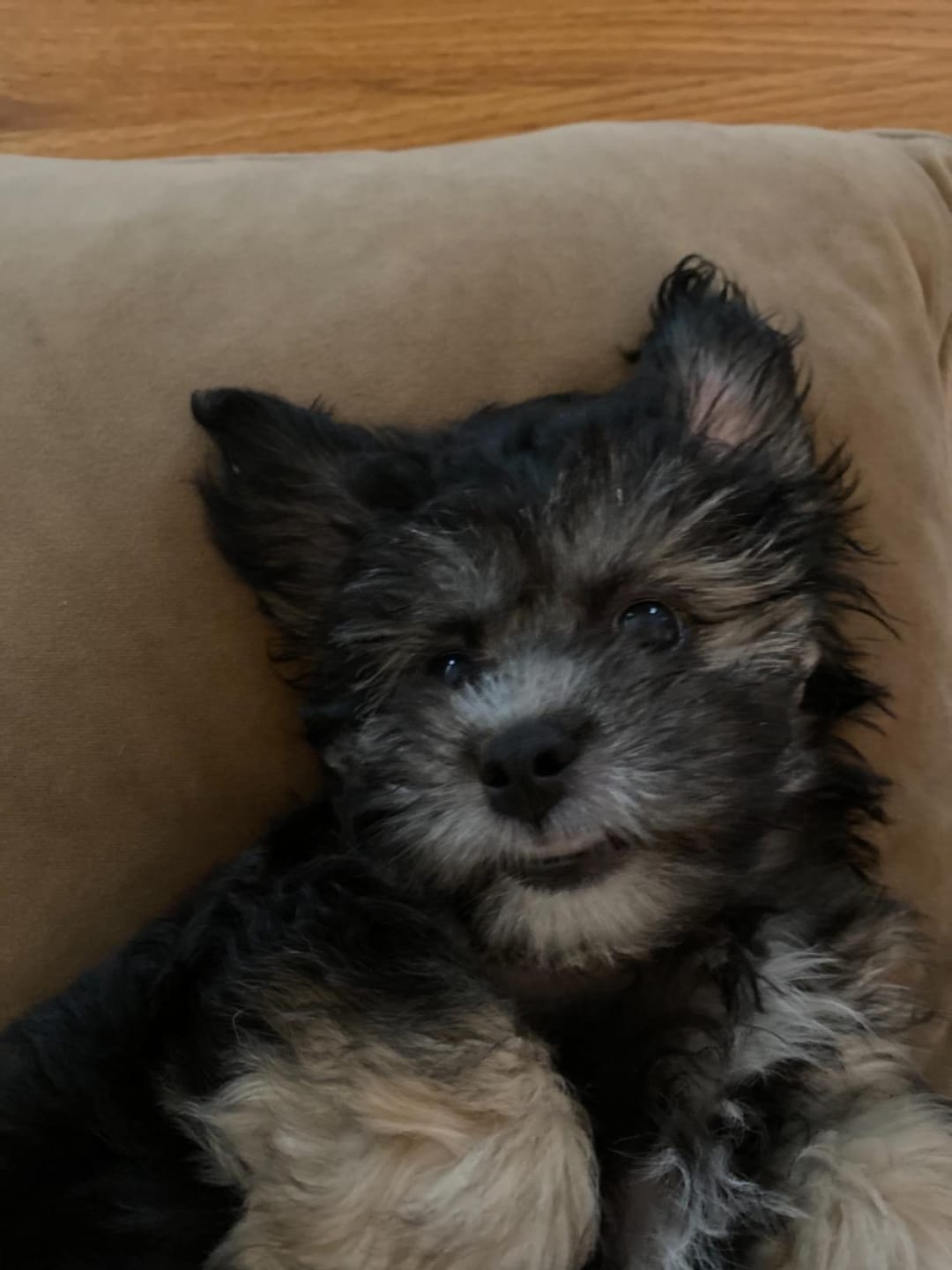 Customer photo review of Probiotica voor Honden – Spijsverterings- en Darmgezondheid