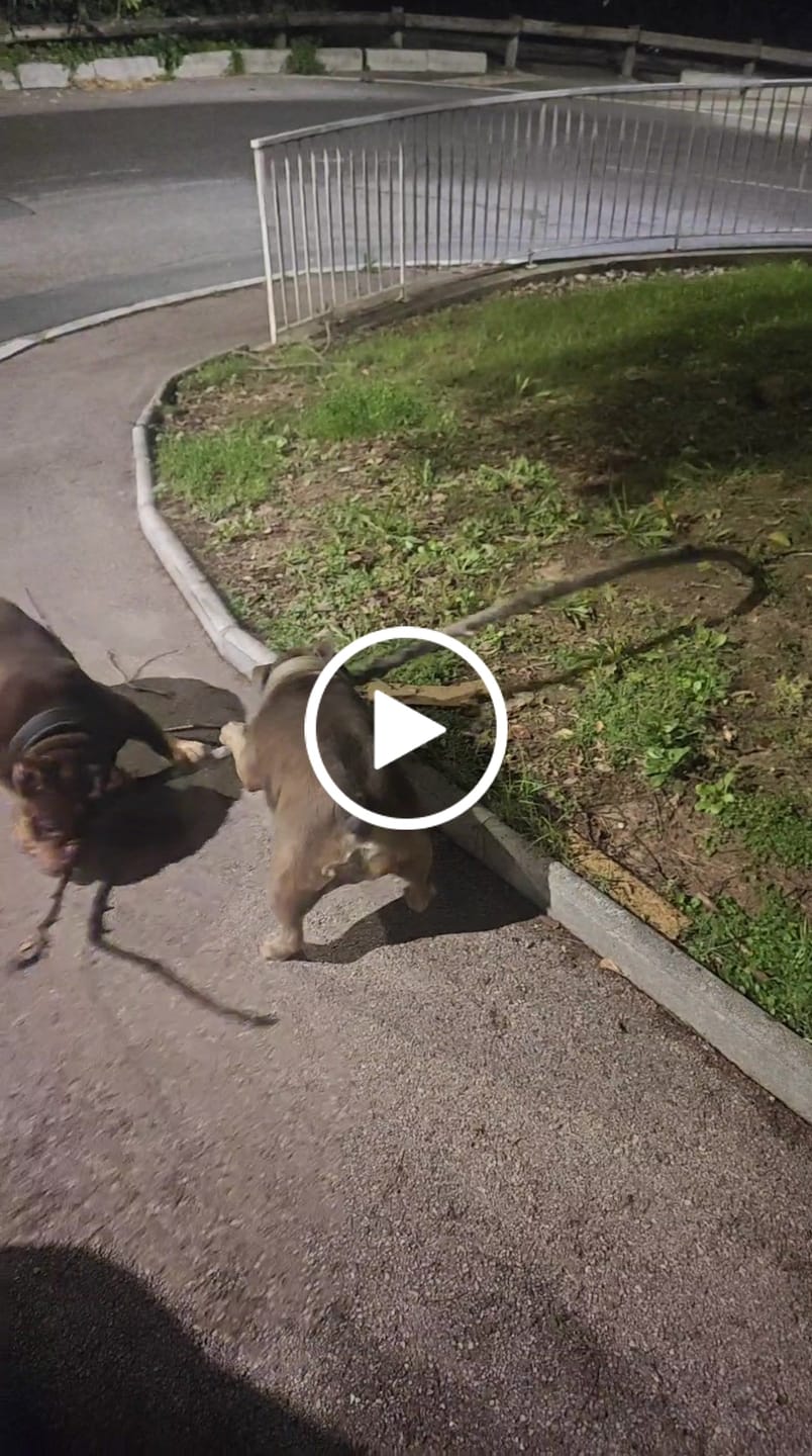 Customer video review of Nylon Snap Hook Leash | Series 2 - Black