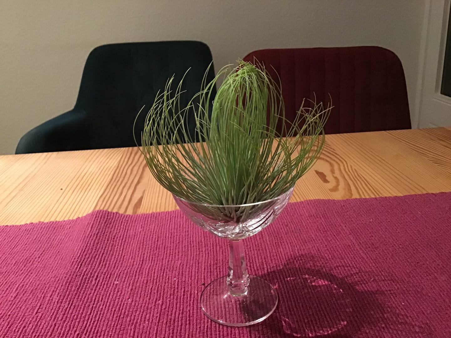 Customer photo review of Tillandsia andreana
