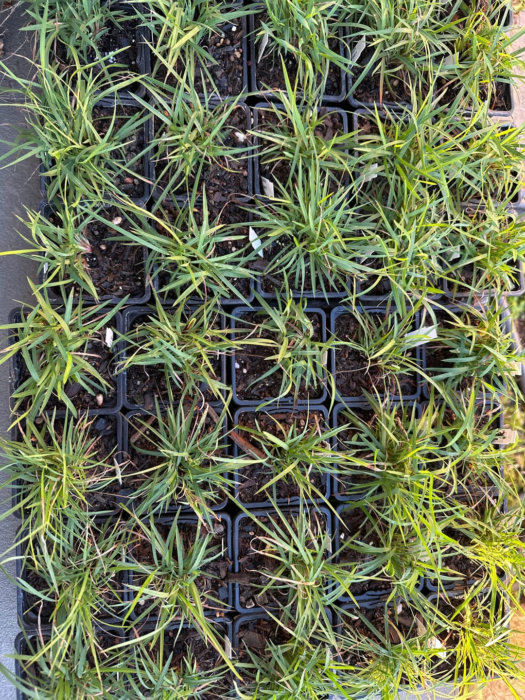 Customer photo review of Little Bluestem