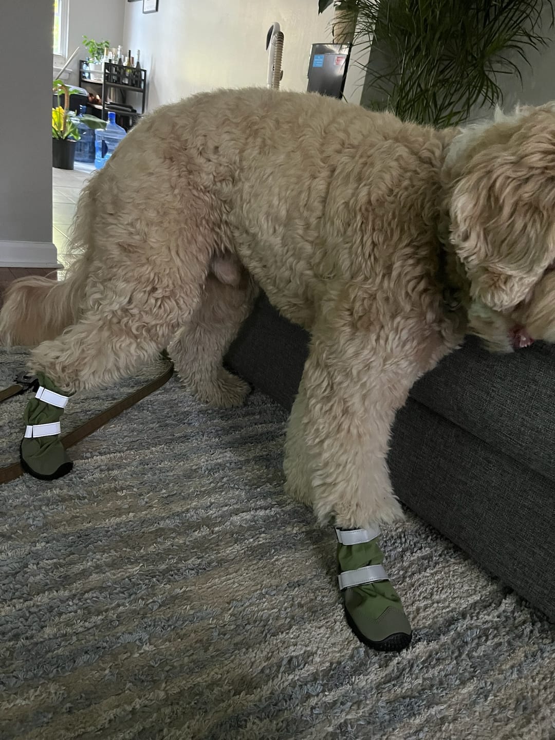 Customer photo review of Flex Shell Waterproof Dog Boots - Green