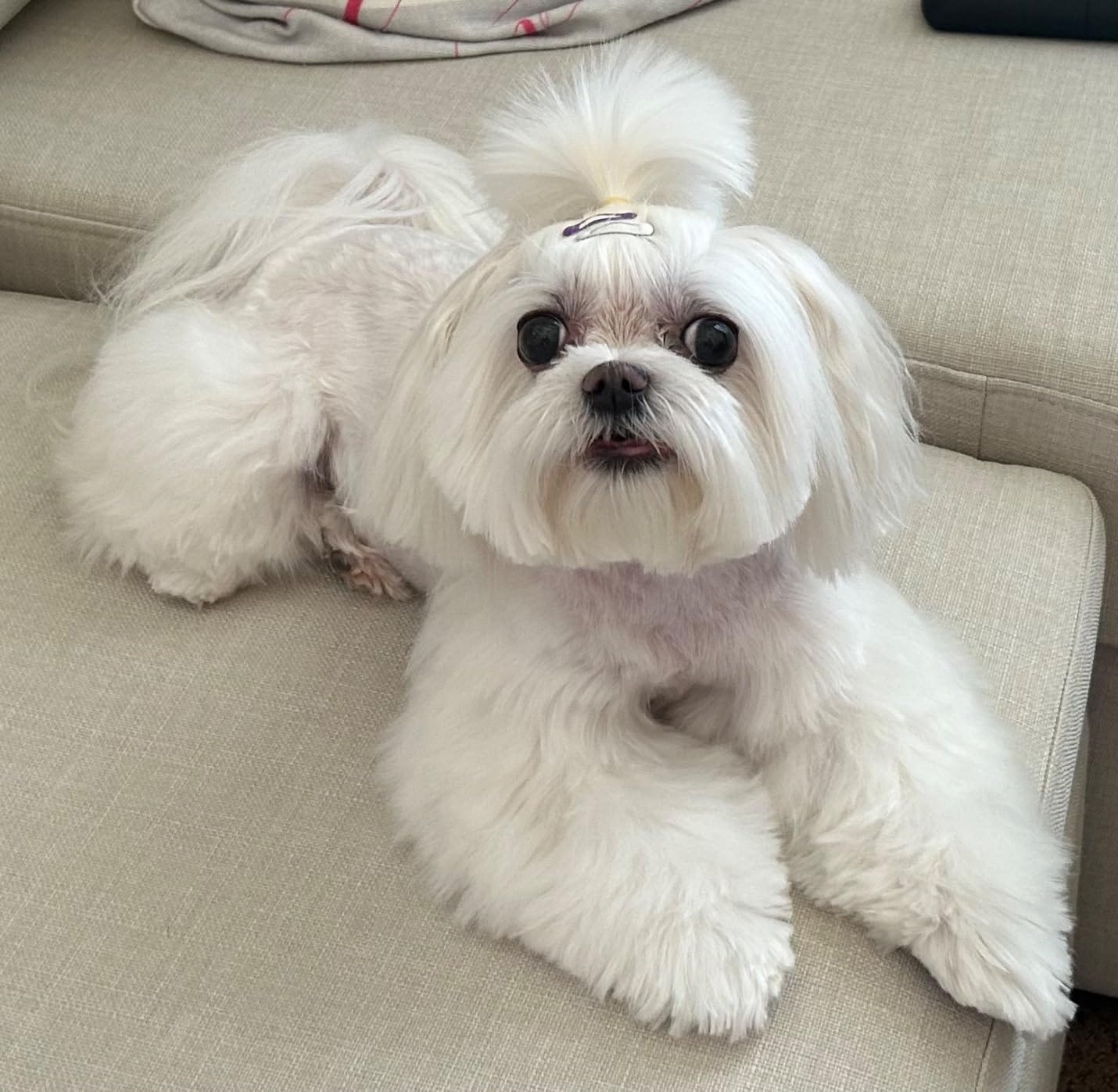 Customer photo review of Probiotica voor Honden – Spijsverterings- en Darmgezondheid
