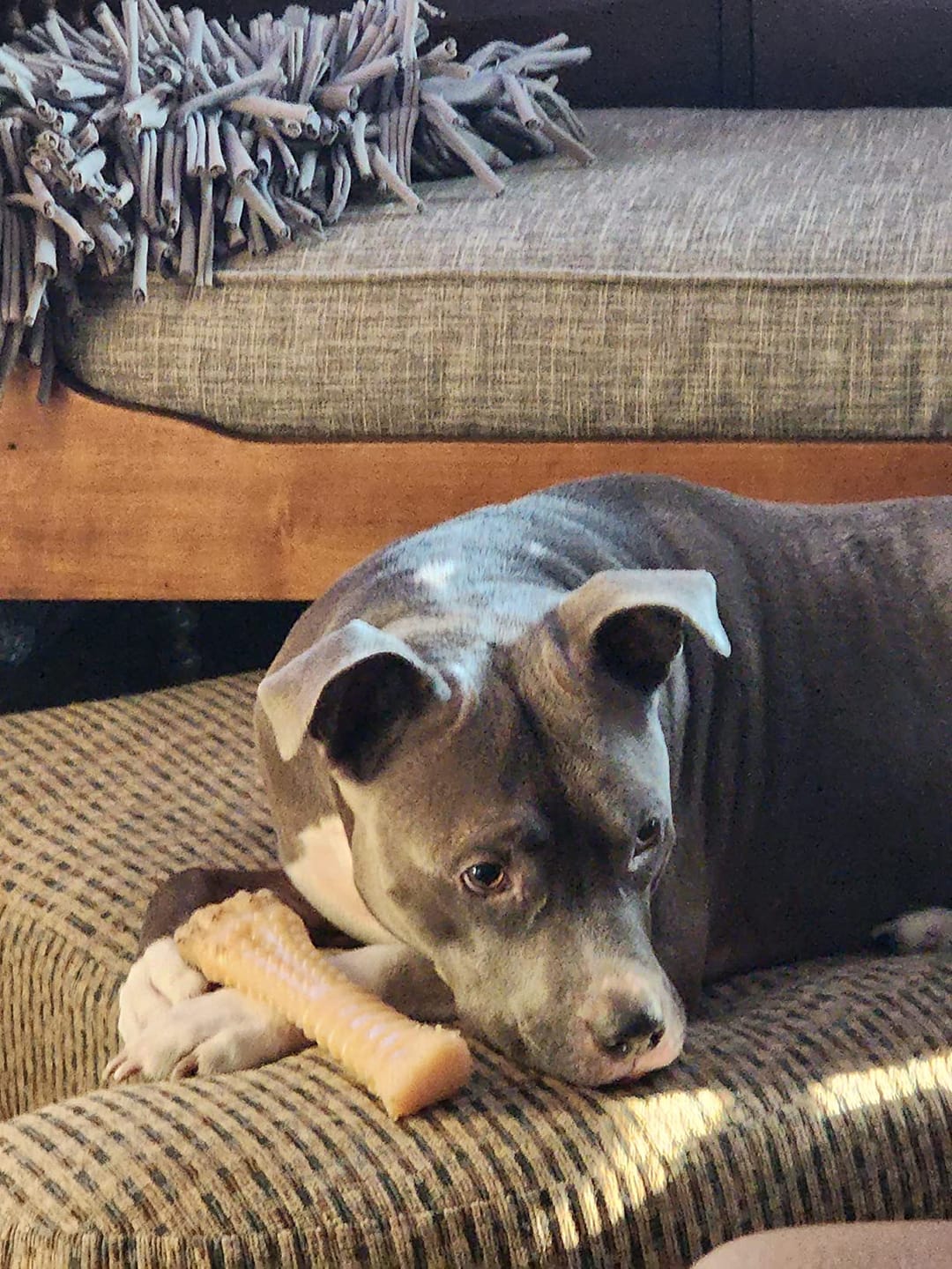 Customer photo review of Probiotica voor Honden – Spijsverterings- en Darmgezondheid