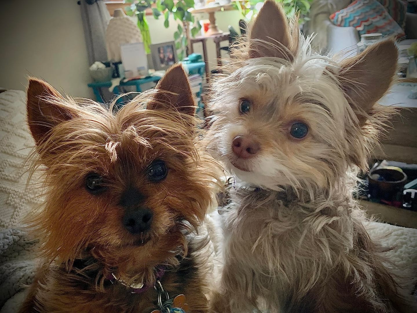 Customer photo review of Probiotica voor Honden – Spijsverterings- en Darmgezondheid