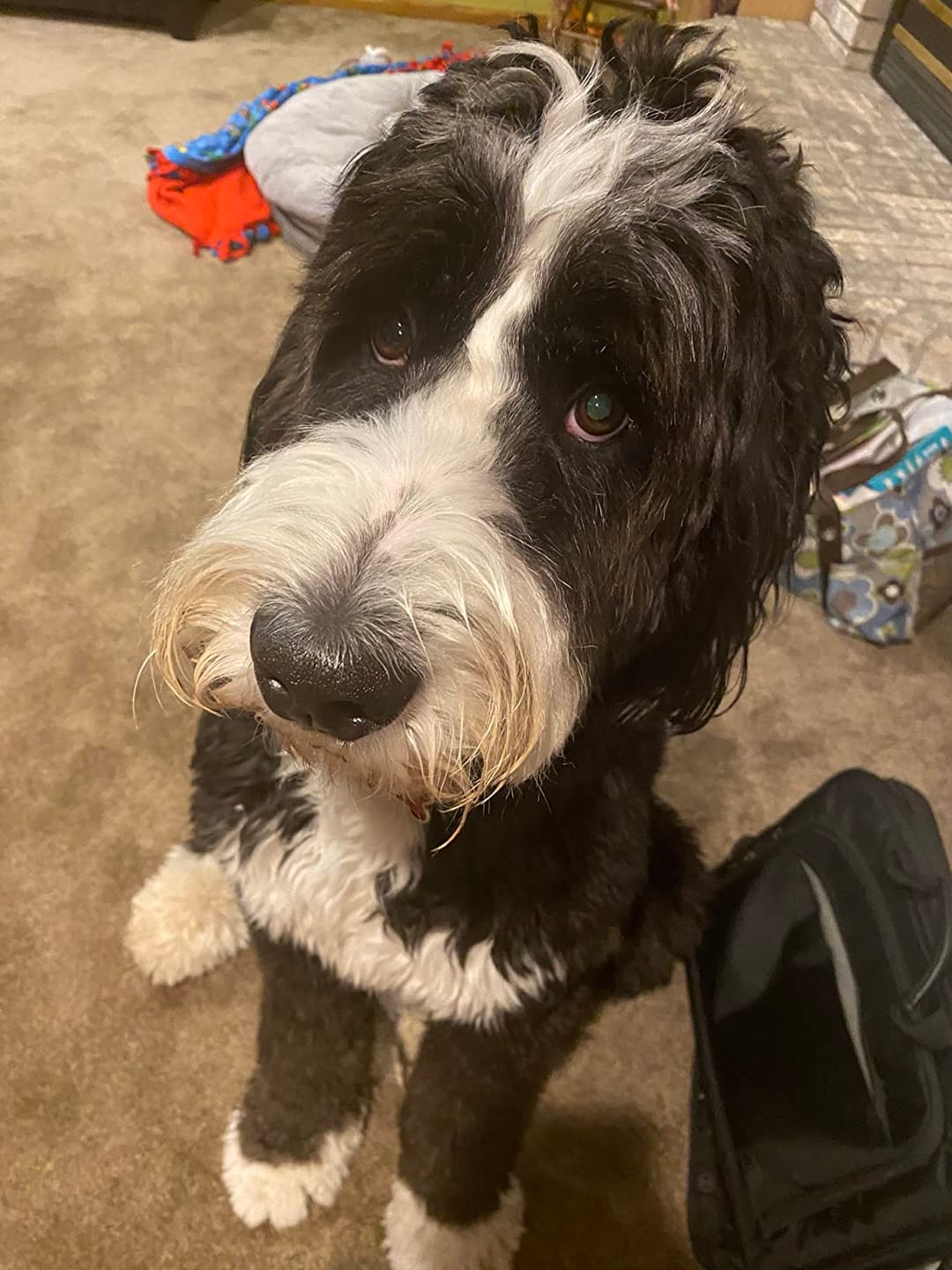 Customer photo review of Probiotica voor Honden – Spijsverterings- en Darmgezondheid