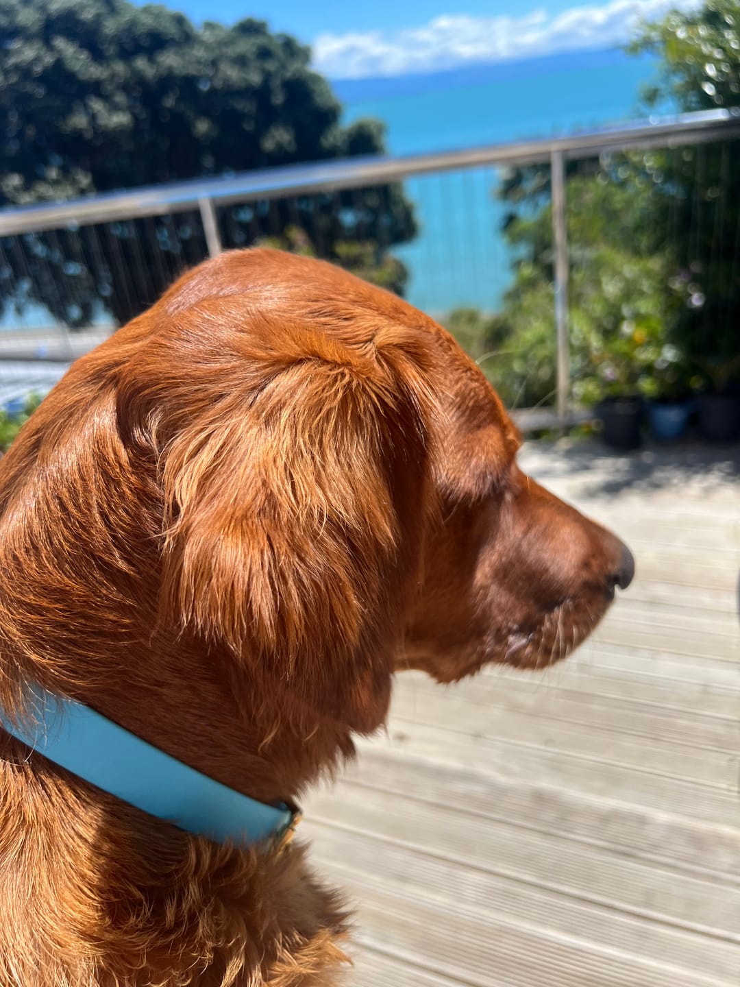 Customer photo review of Classic Buckle Collar - Waterproof BioThane® Custom Dog Collar