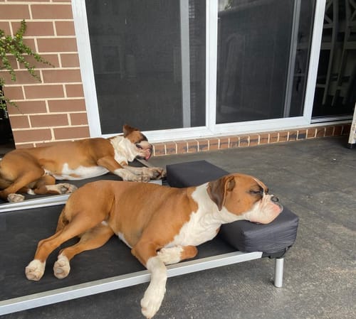 Customer photo review of PaWz Pet Trampoline Aluminium Frame Dog Bed