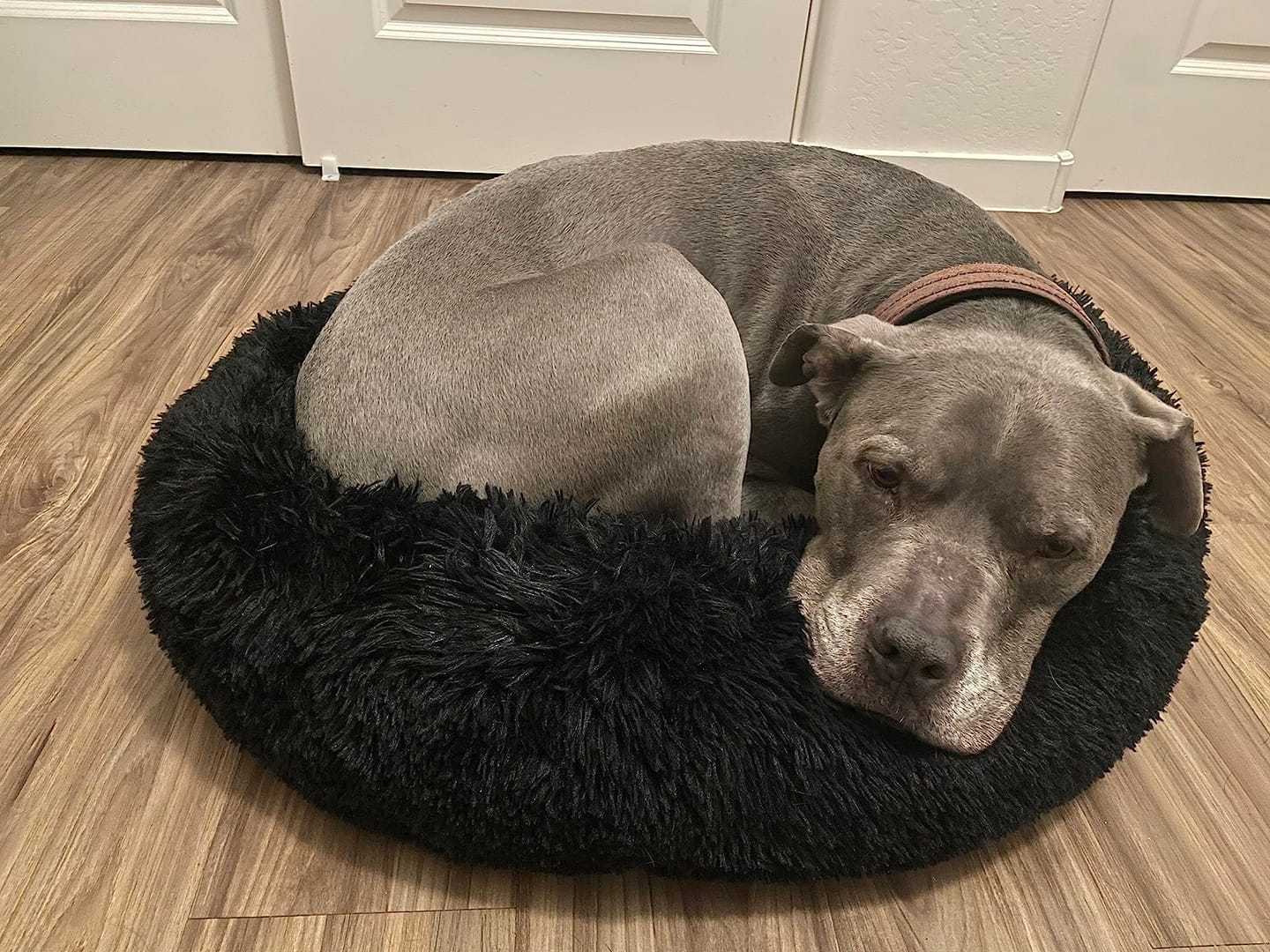 Customer photo review of Probiotica voor Honden – Spijsverterings- en Darmgezondheid