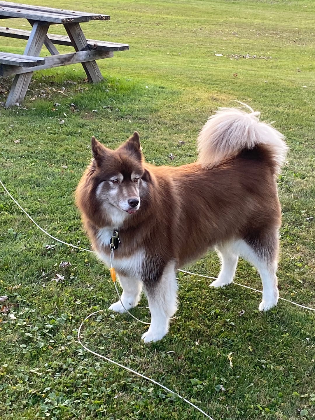 Customer photo review of Ostrich Chips with Beetroot (2.5oz): The Flavorful, Immune-Boosting Treat for Dogs