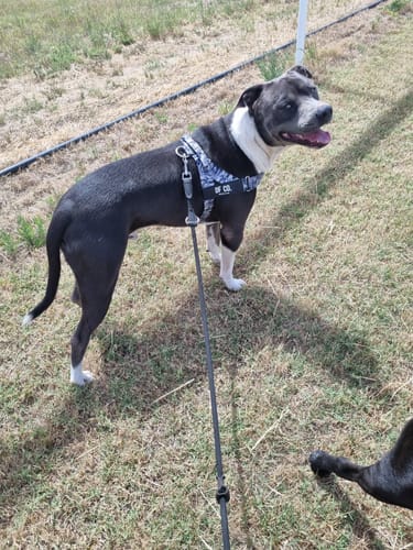 Customer photo review of Dog Harness