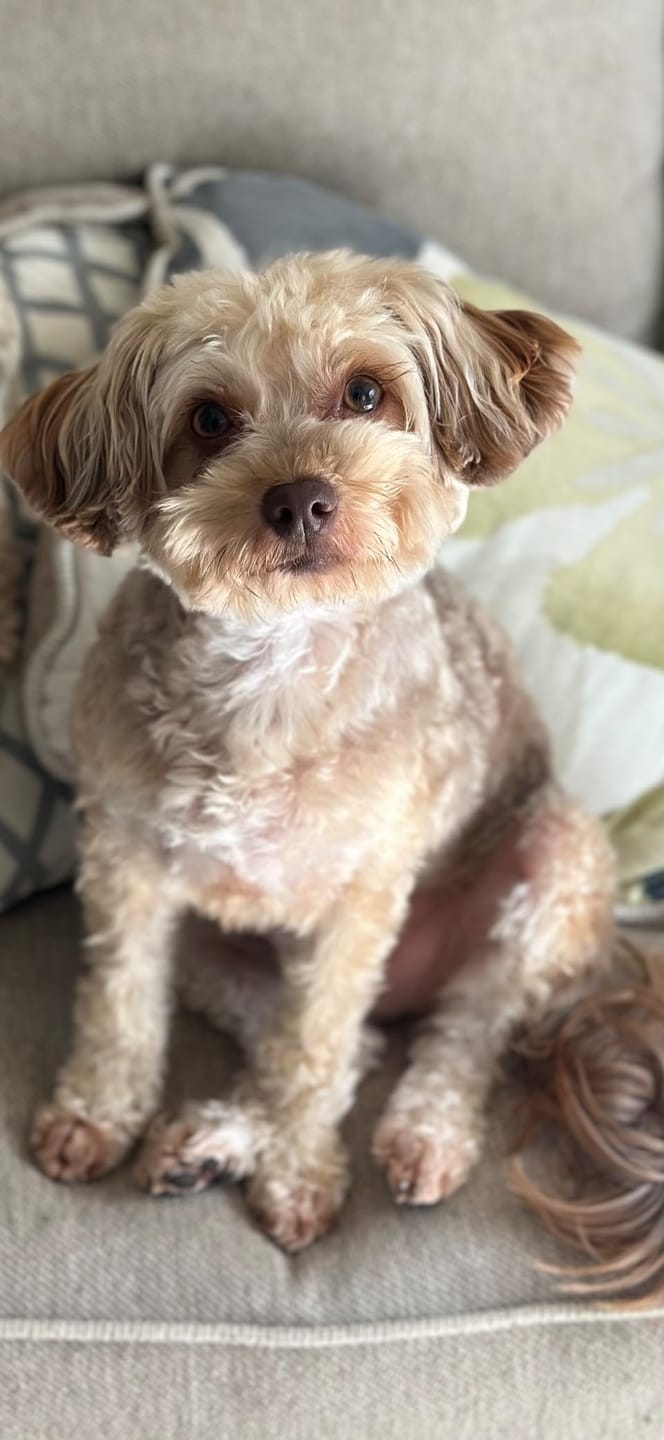 Customer photo review of Probiotica voor Honden – Spijsverterings- en Darmgezondheid