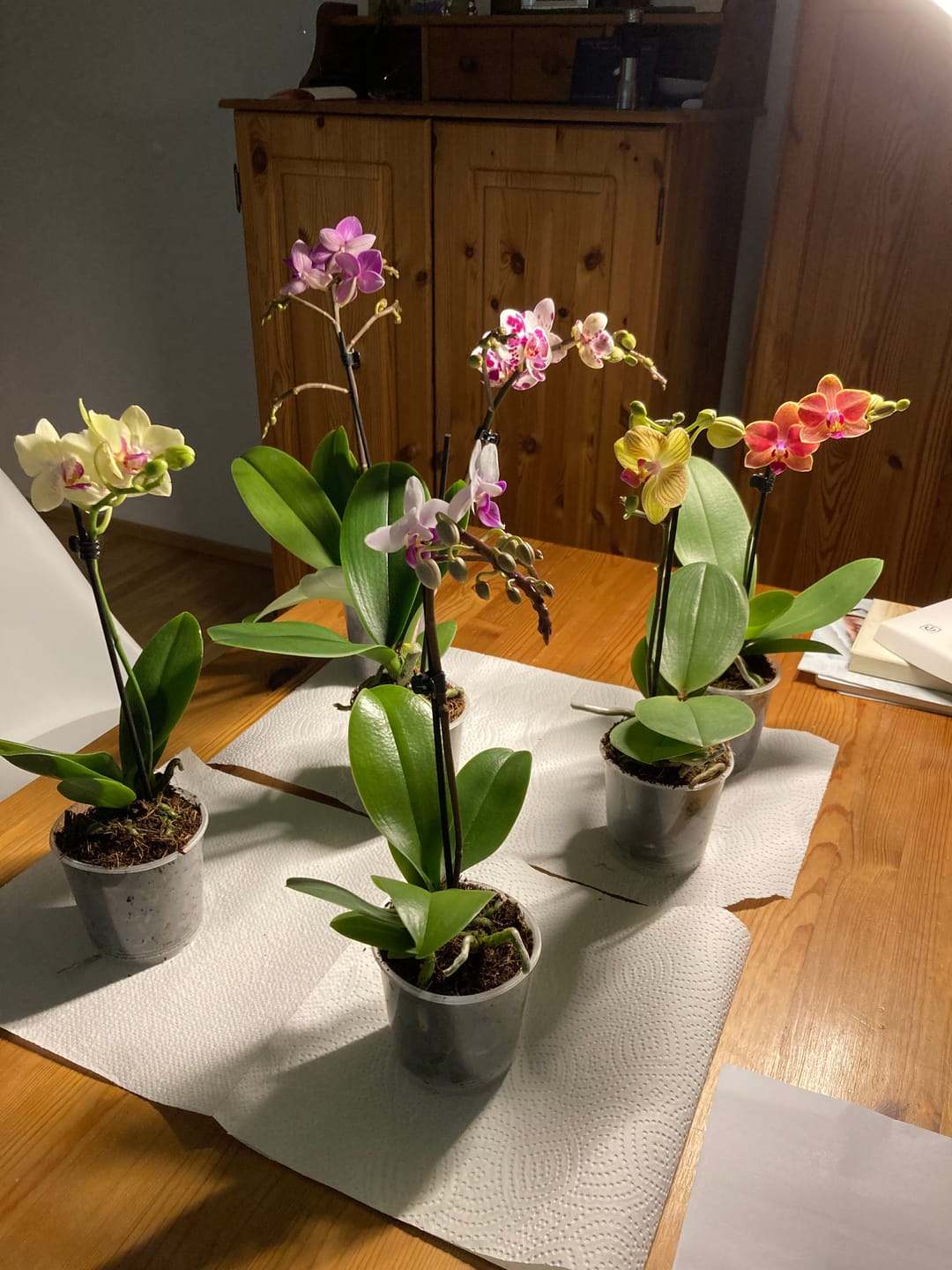Customer photo review of Table Dance Orchideen Farbmix mit 1 Stiel im 6er Set