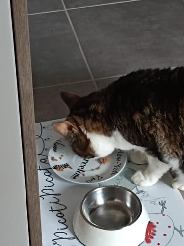 Avis photo d'un client sur Croquettes Chat Stérilisé Sans Céréales - Poulet
