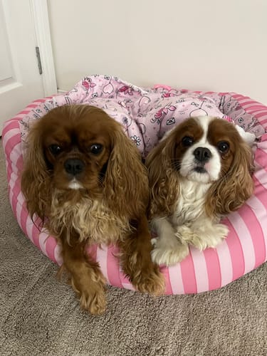 Customer photo review of Disney© Dog Bed - Piglet