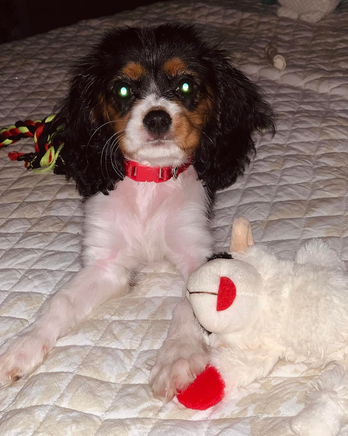 Customer photo review of Probiotica voor Honden – Spijsverterings- en Darmgezondheid