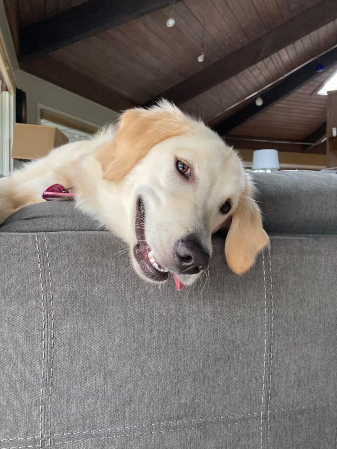 Customer photo review of Probiotica voor Honden – Spijsverterings- en Darmgezondheid
