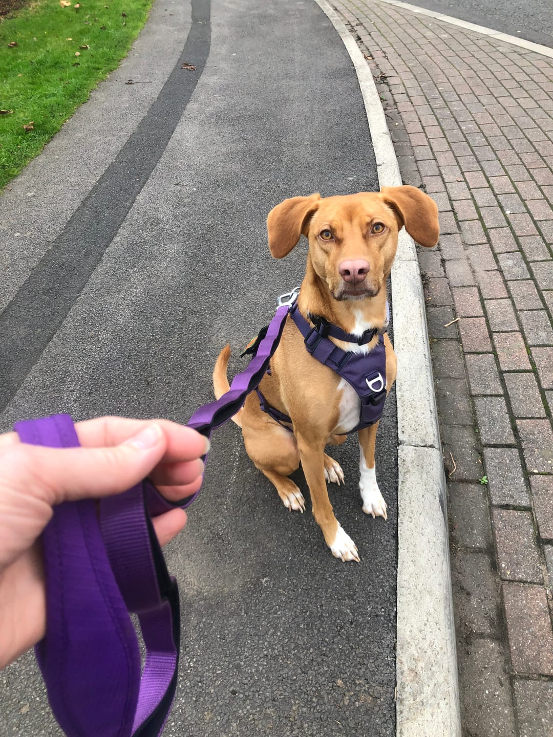 Customer photo review of Ladder Lead - Multiple Handles - Purple