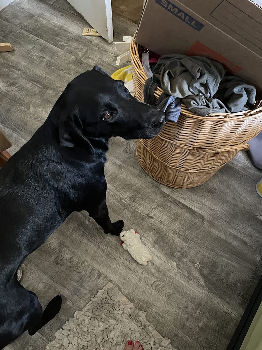 Customer photo review of Probiotica voor Honden – Spijsverterings- en Darmgezondheid