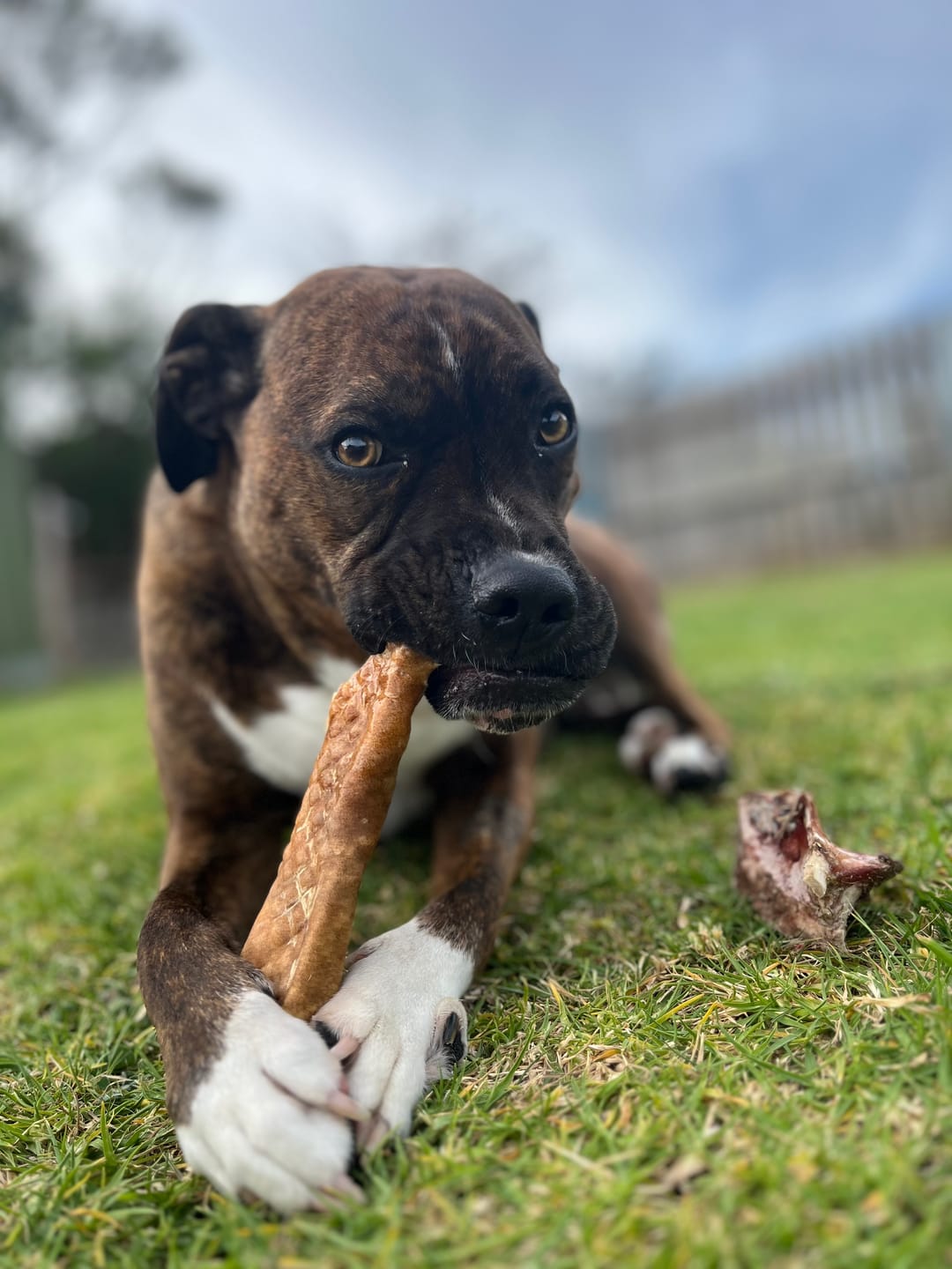 Customer photo review of Cow Skin Rolls (10 Pack) Long Lasting Chews