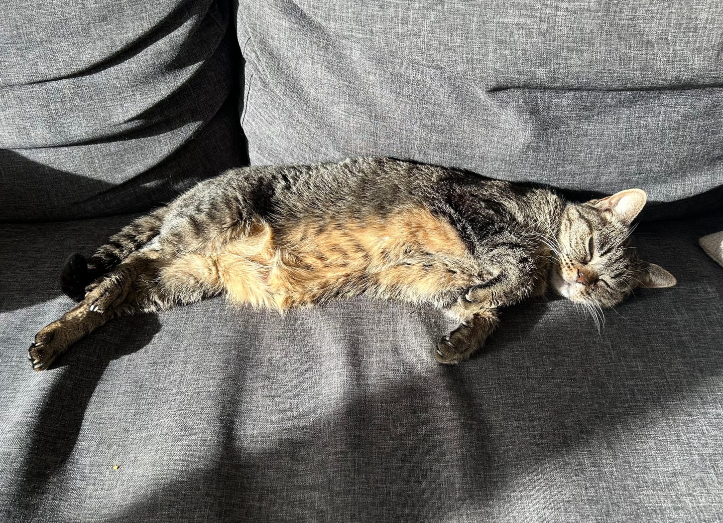 Customer photo review of Pâtées riches en poisson & aux courgettes (chat âgé)