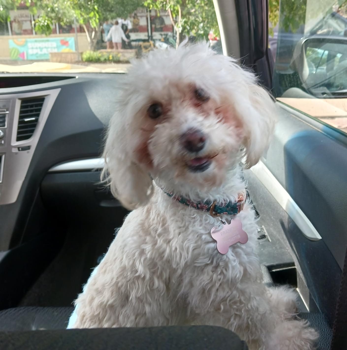 Customer photo review of Probiotica voor Honden – Spijsverterings- en Darmgezondheid