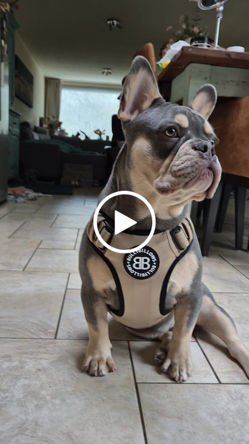 Customer video review of Premium Comfort Harness | Non Restrictive & Adjustable - Light Military Tan