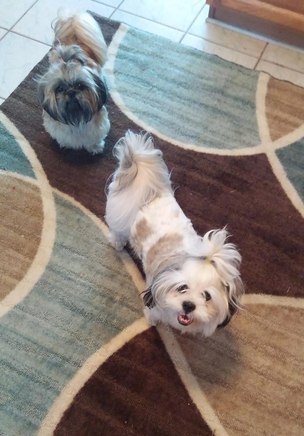 Customer photo review of Probiotica voor Honden – Spijsverterings- en Darmgezondheid