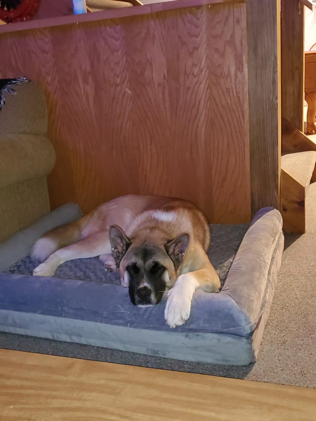 Customer photo review of Probiotica voor Honden – Spijsverterings- en Darmgezondheid