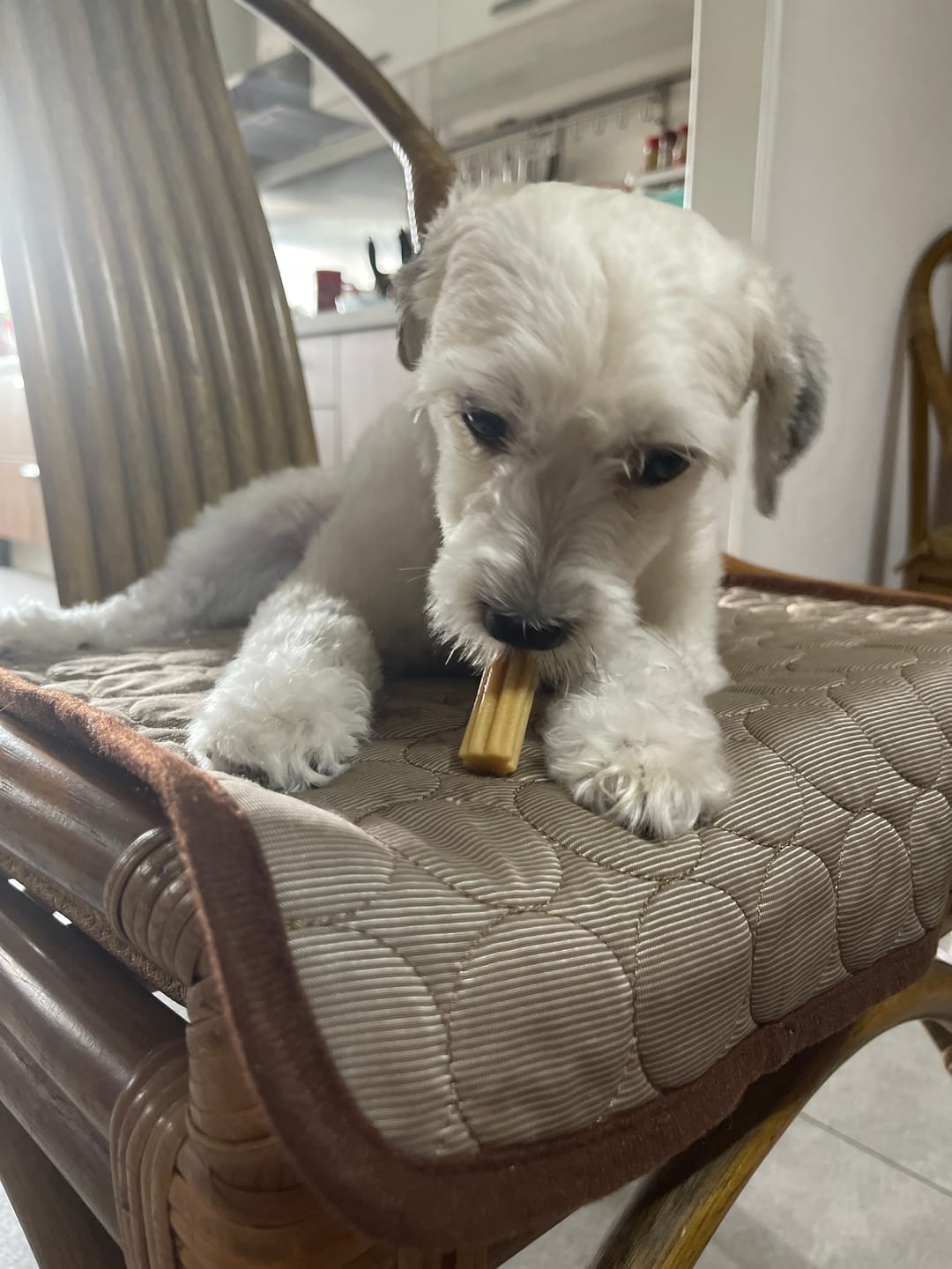 Customer photo review of Dental Chew
