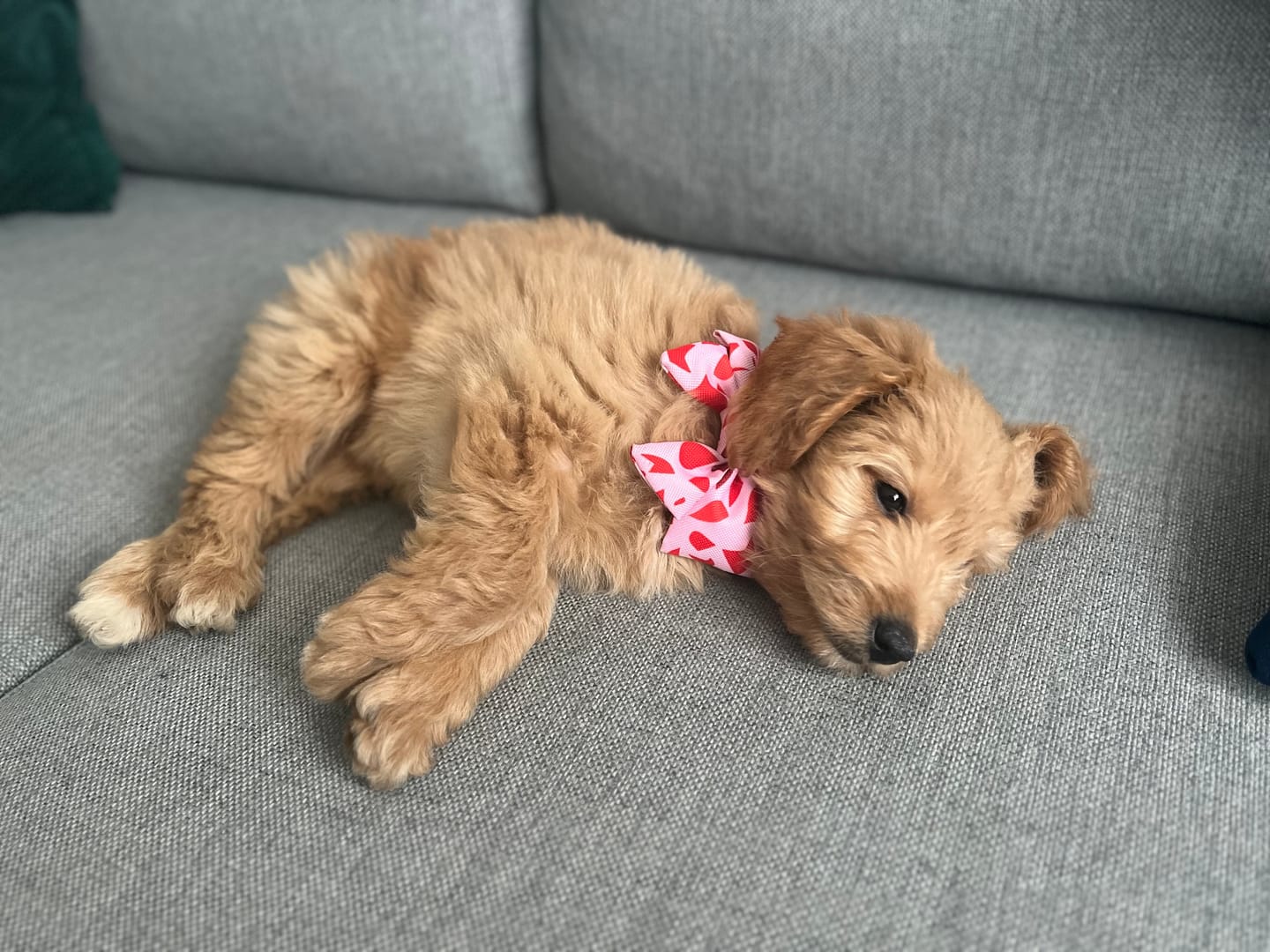 Customer photo review of Smycz linowa "Poppy Red" - złote okucia