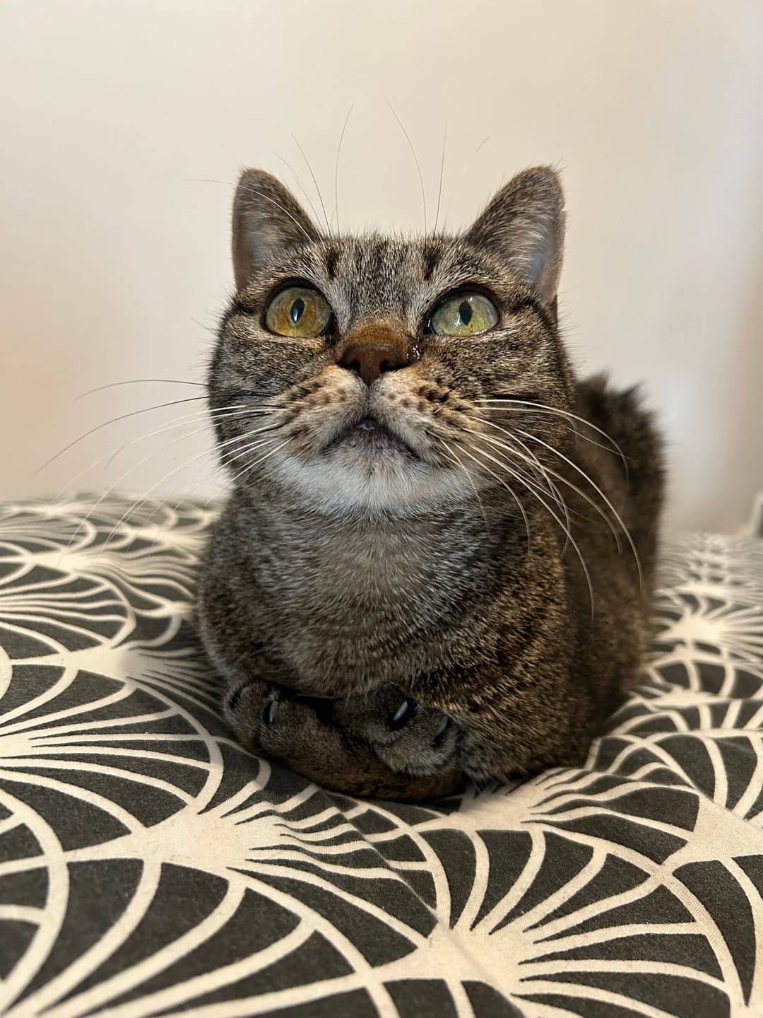 Customer photo review of Pâtées riches en volaille & aux courgettes (chat âgé)
