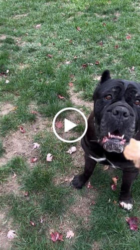 Customer video review of Ostrich Hip Bone (12" x 5"x 3”): The Durable, Flavor-Packed Chew for Medium & Large Dogs