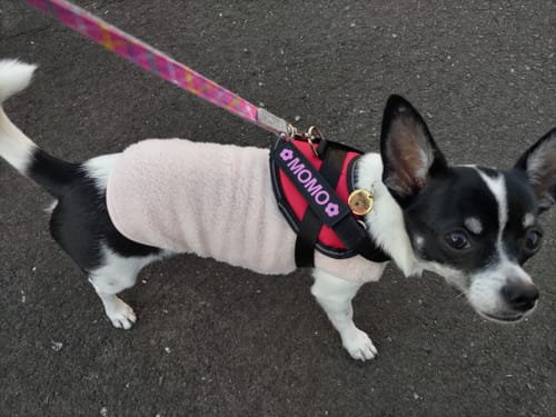 Customer photo review of FunFunPet 高機能ハーネス（お名前タグ作成サービス付き）