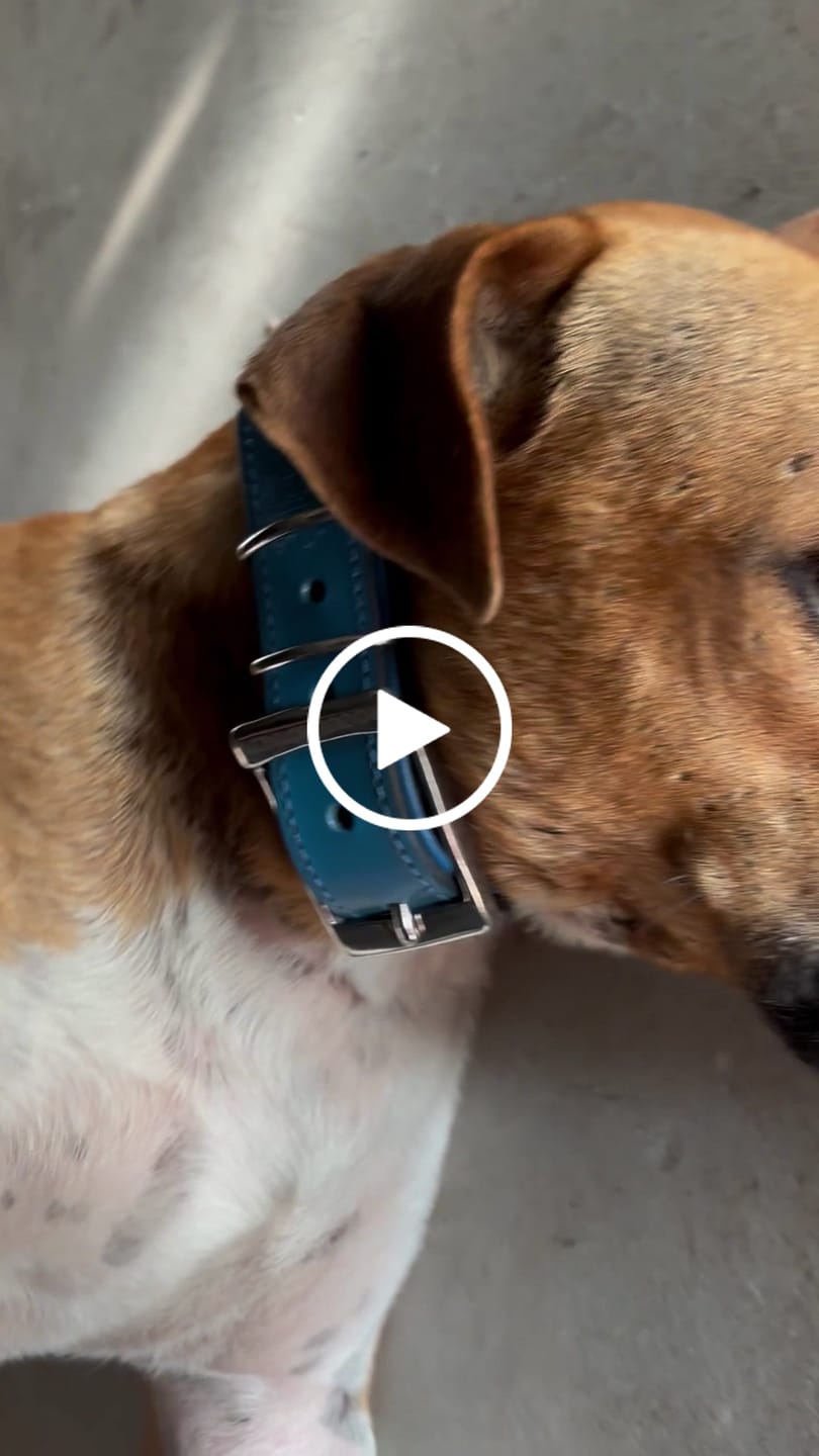 Customer video review of Hand Made Leather Dog Collar - Imperial Blue & Chrome (Slim Fit)