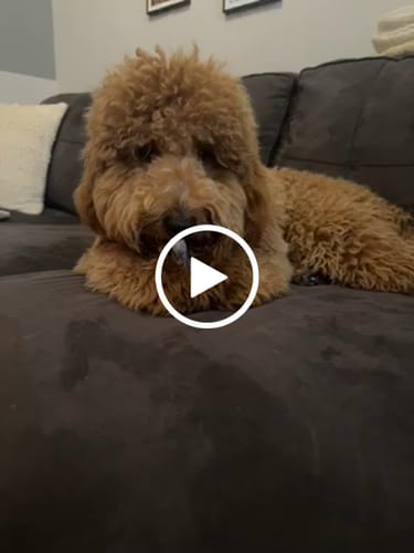 Customer video review of 6-INCH STANDARD BULLY STICKS