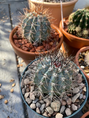 Customer photo review of Melocactus azureus | Turks Cap Cactus