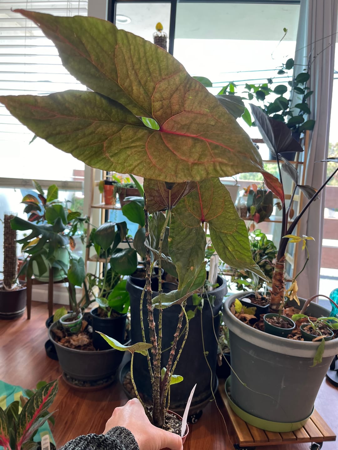 Customer photo review of Cyrtosperma johnstonii