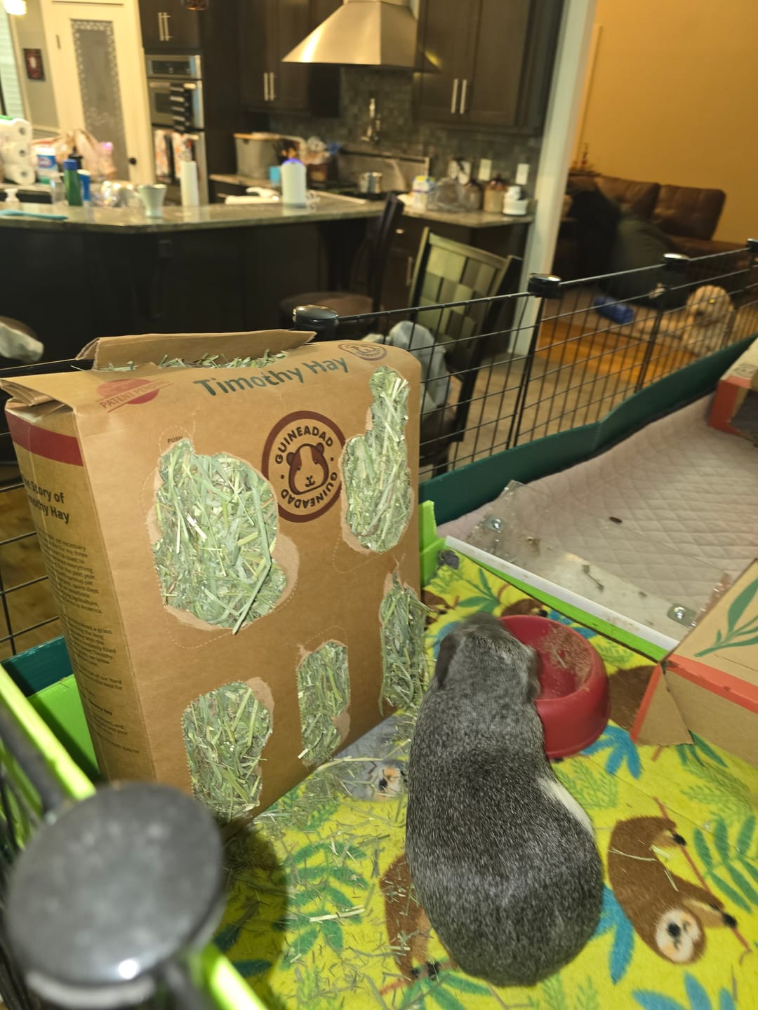 Customer photo review of Subscription Timothy Hay Box for Guinea Pigs (3 Pack)