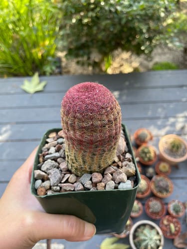 Customer photo review of Echinocereus Rigidissimus | Rainbow Hedgehog Cactus