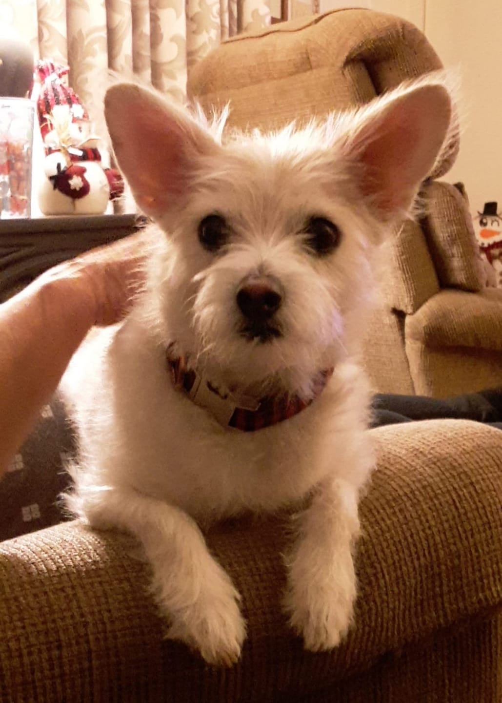 Customer photo review of Probiotica voor Honden – Spijsverterings- en Darmgezondheid