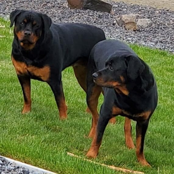Customer photo review of Probiotica voor Honden – Spijsverterings- en Darmgezondheid