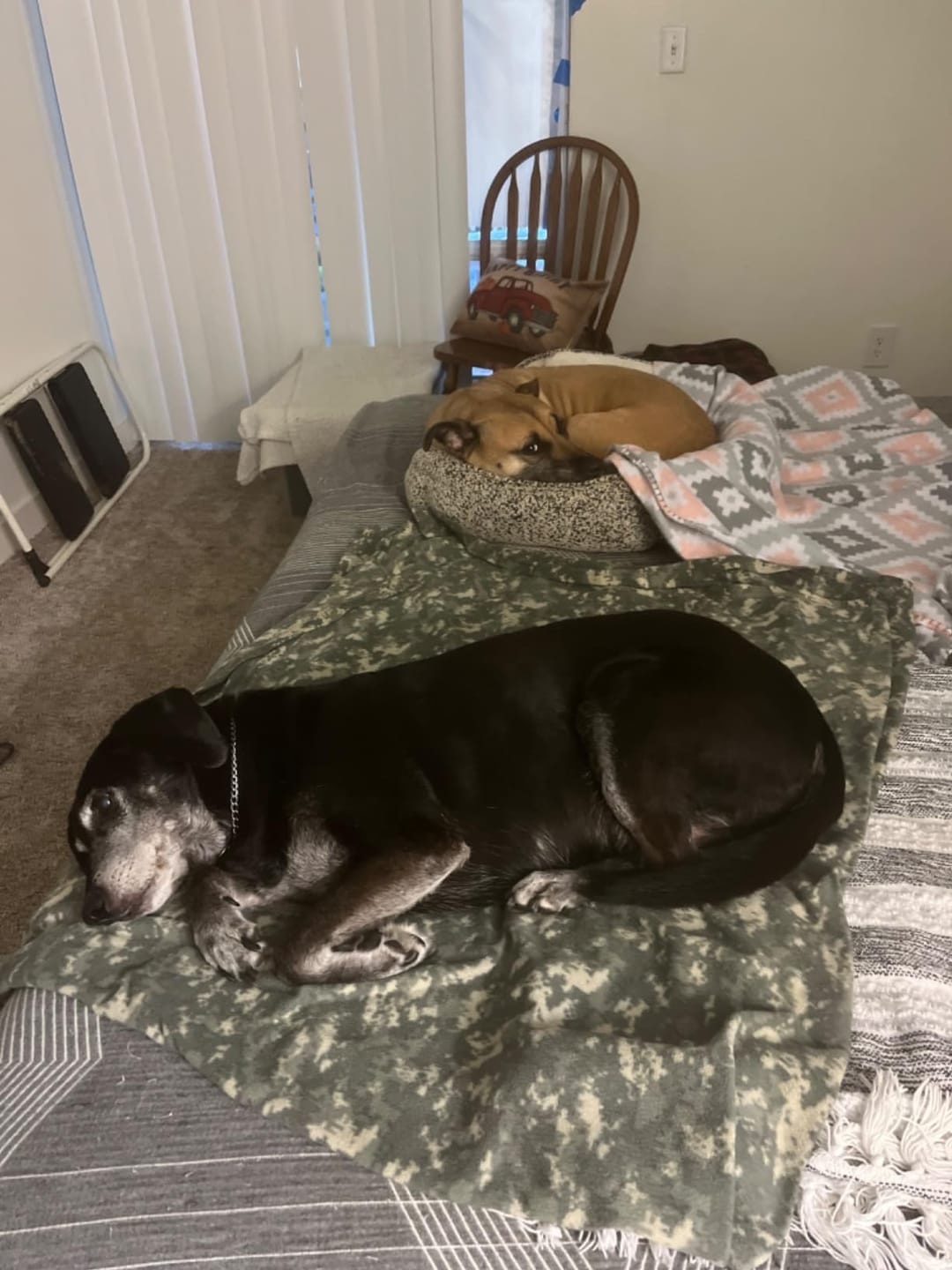 Customer photo review of Probiotica voor Honden – Spijsverterings- en Darmgezondheid