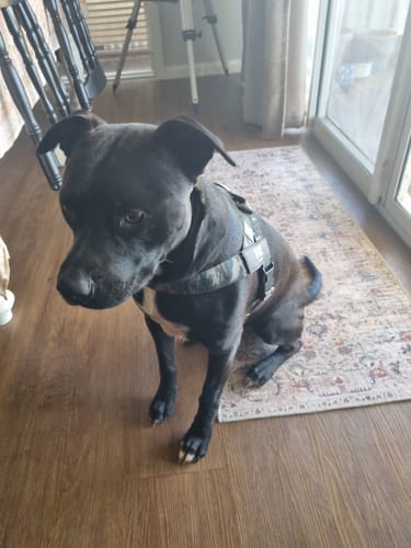 Customer photo review of Dog Harness
