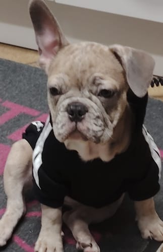 Customer photo review of Felpa "Adidog" Nera Personalizzabile con nome