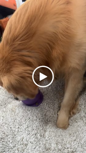 Customer video review of Freezball - Durable Fillable Dog Chew Bone