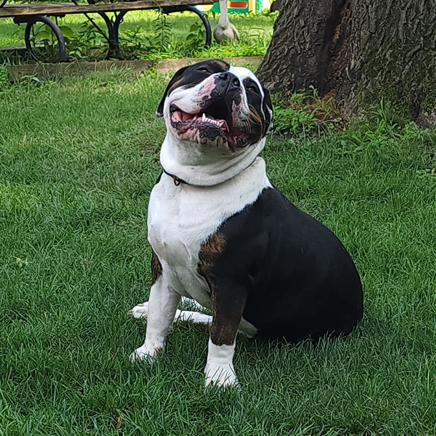 Customer photo review of Probiotica voor Honden – Spijsverterings- en Darmgezondheid